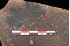 Foto (Detailsansicht) von Quercus palaeoilex Ettingshausen (NHMW-GEO-2024-0188-0761)